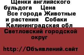 Щенки английского бульдога  › Цена ­ 60 000 - Все города Животные и растения » Собаки   . Калининградская обл.,Светловский городской округ 